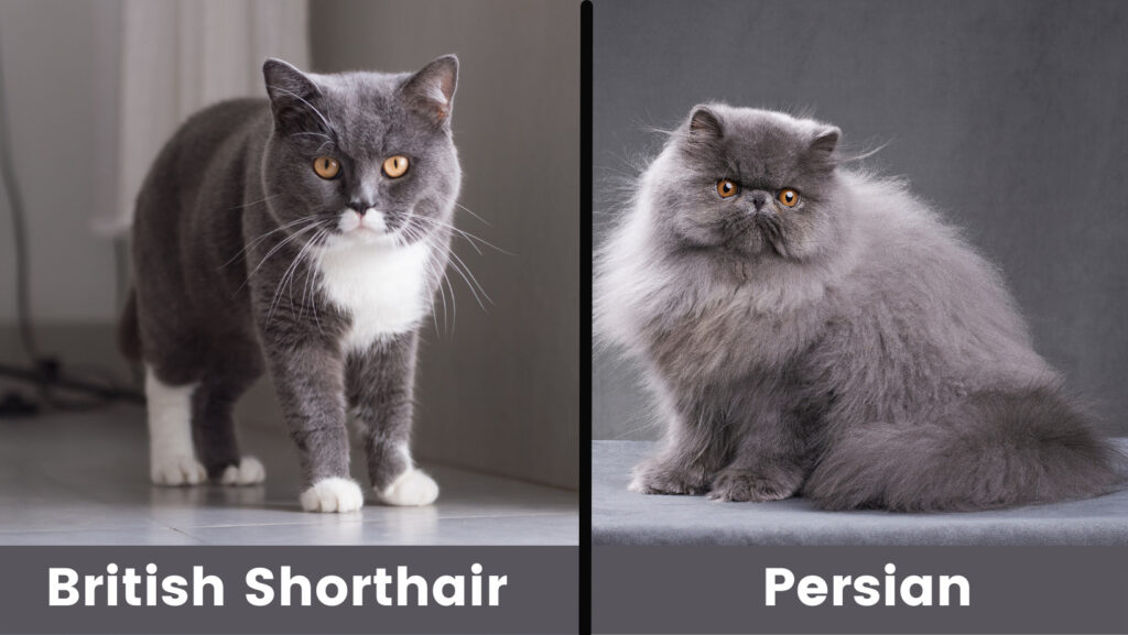 Gatos británicos de pelo corto y persas