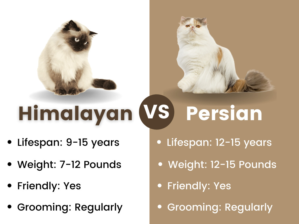 Persian vs himalayan cats