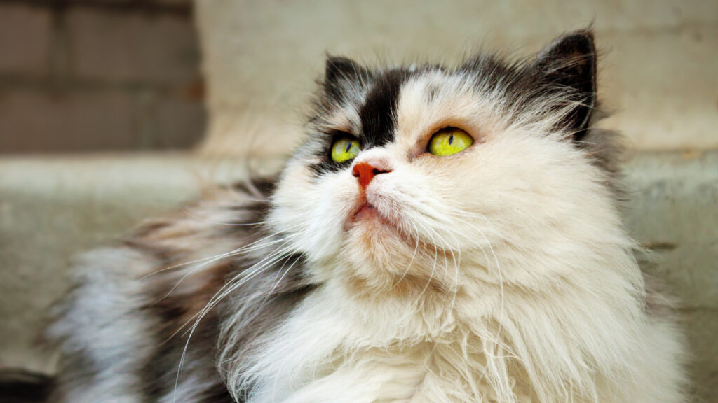 Calico persian cat
