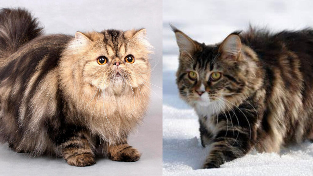 Maine coon vs persian cats visual difference