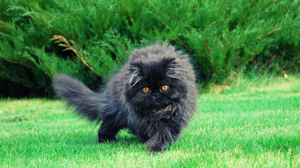 Black persian cat playing