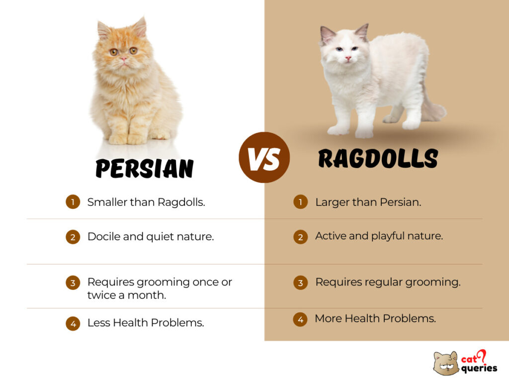 Persian cat vs ragdolls cat