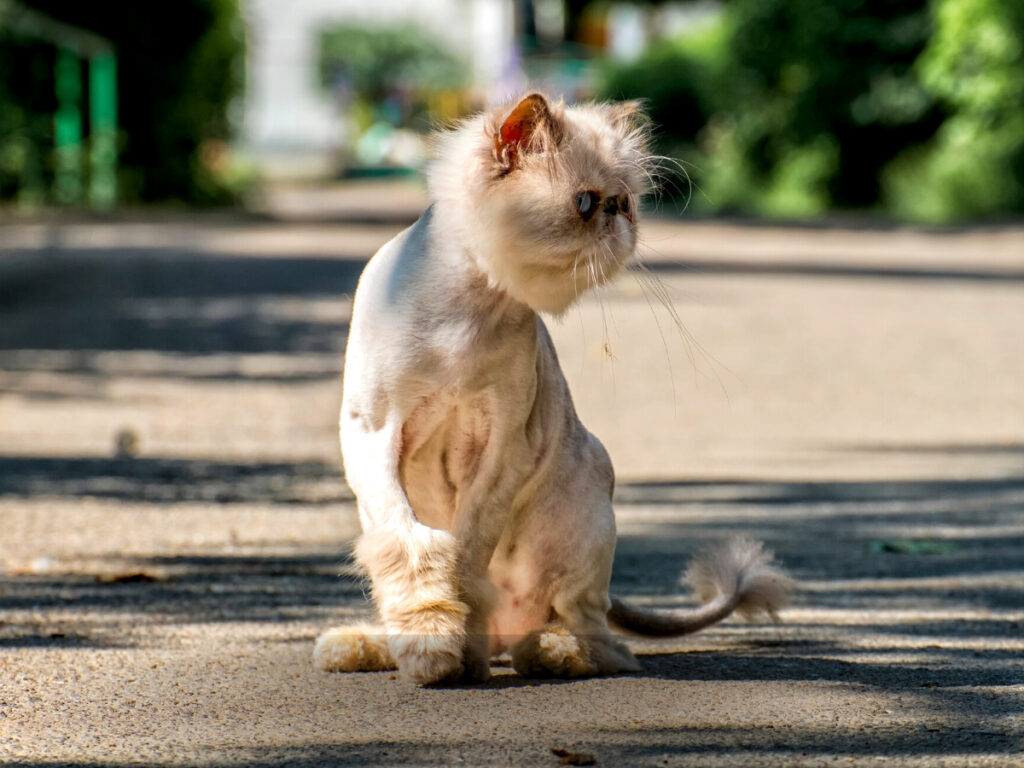 Shave a persian cat