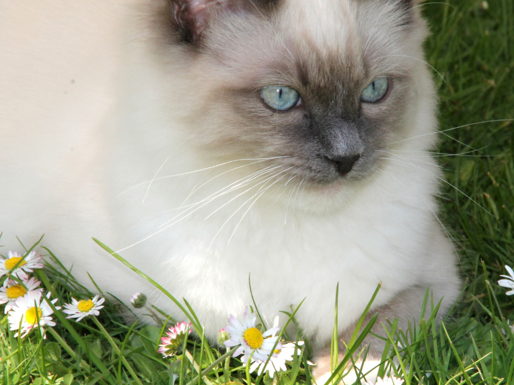 Lilac ragdoll cat 1