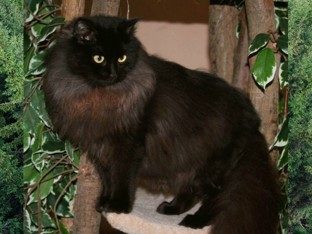 Solid black ragdoll cat