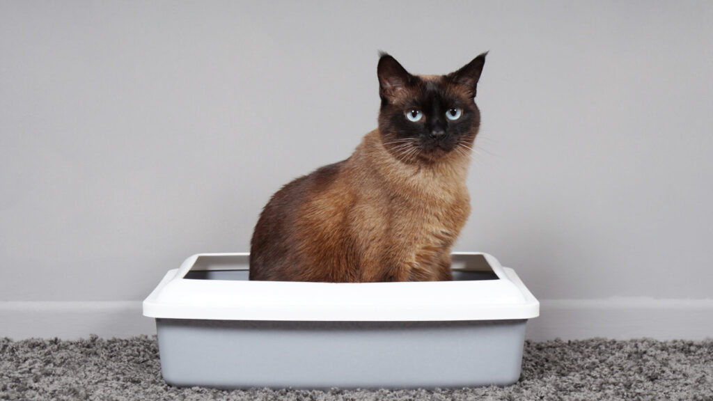 Trained cat peeing on a litter box