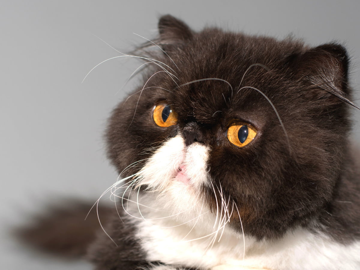 What Are The Different Types Of Persian Cats? Cat Queries