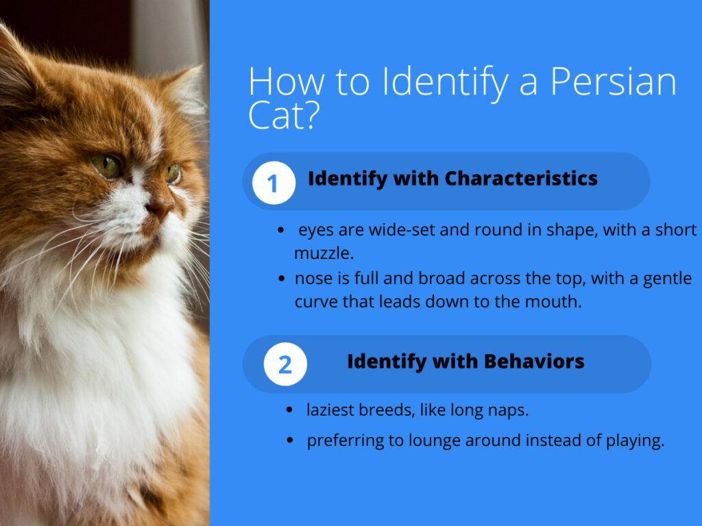 Identify persian cats with their behavior and characteristics