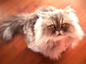 Long-haired Persian cat