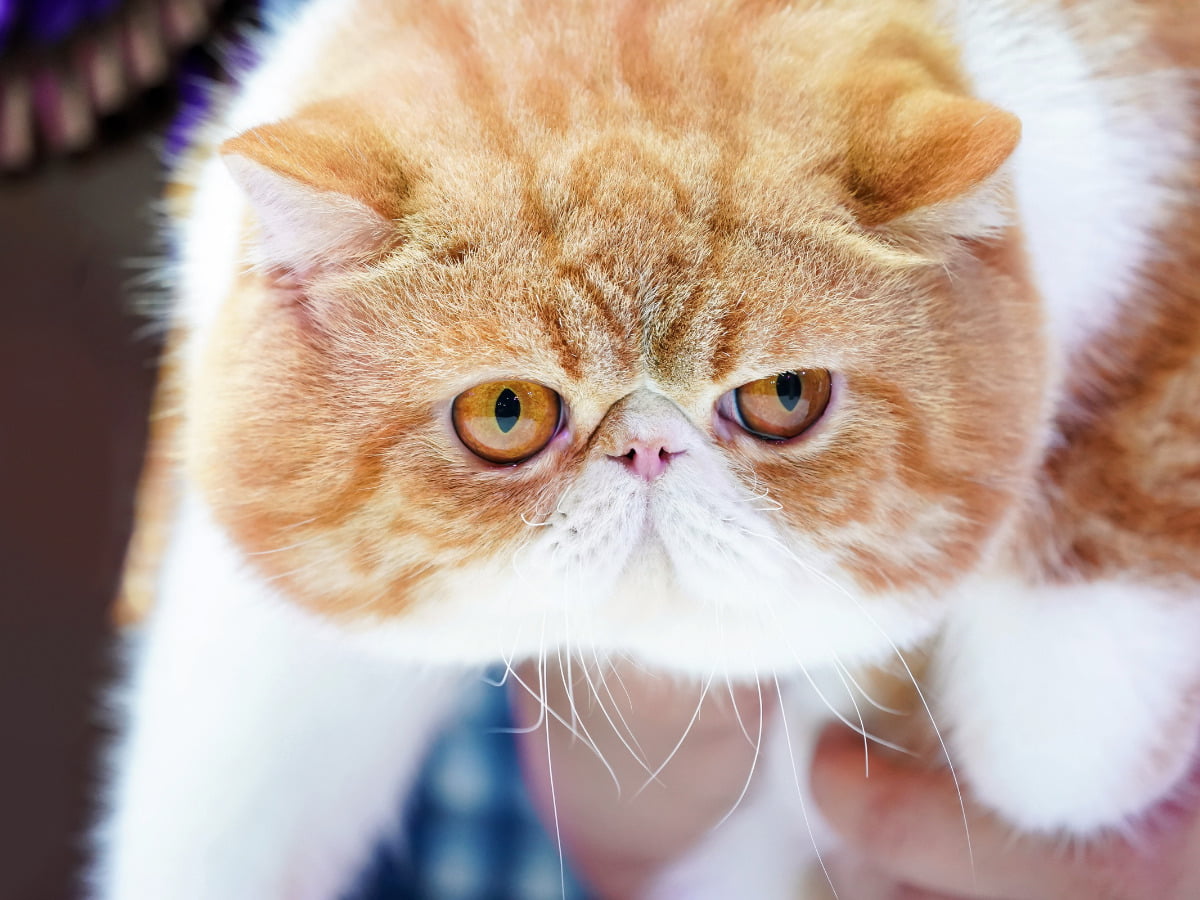 What Are The Different Types Of Persian Cats? Cat Queries