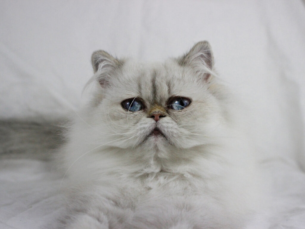 The Himalayan Persian cat
