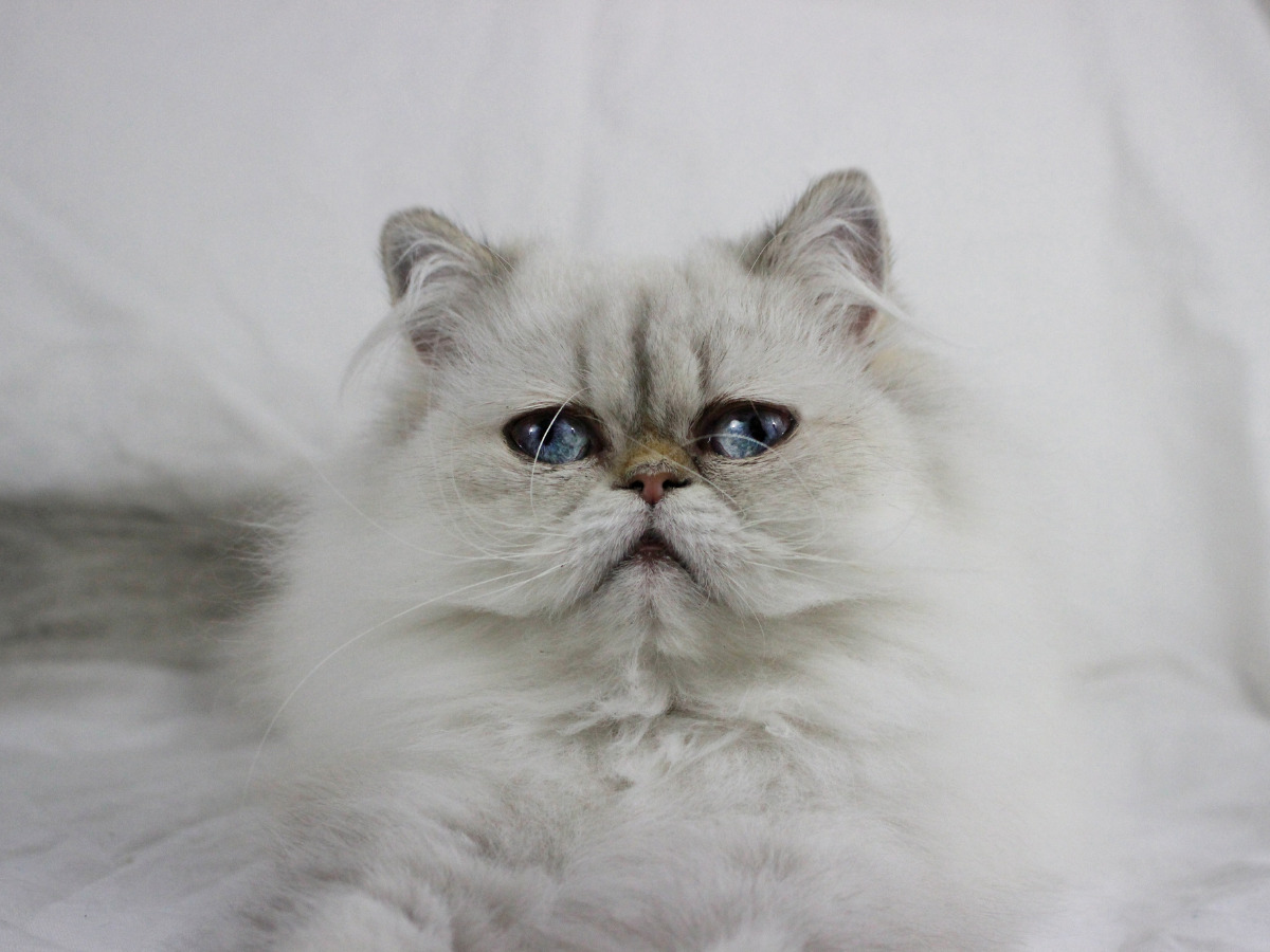 What Are The Different Types Of Persian Cats? Cat Queries
