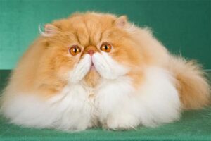 Flat Face Persian Cat