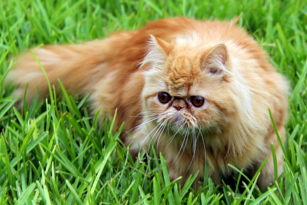 What Are The Different Types Of Persian Cats? Cat Queries