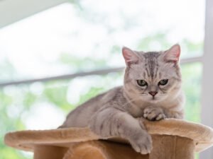 The Calico Persian cat