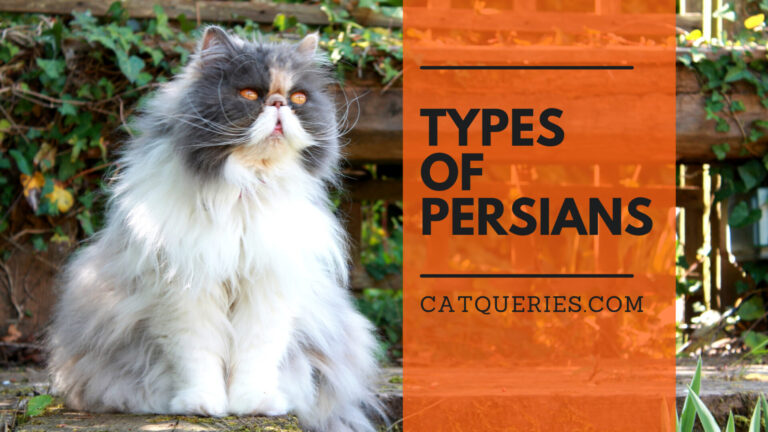 Types of persian cats