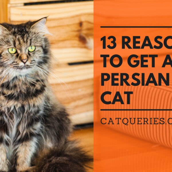 Reasons to get a persian cat