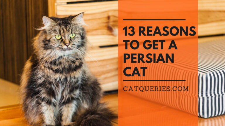 Reasons to get a persian cat