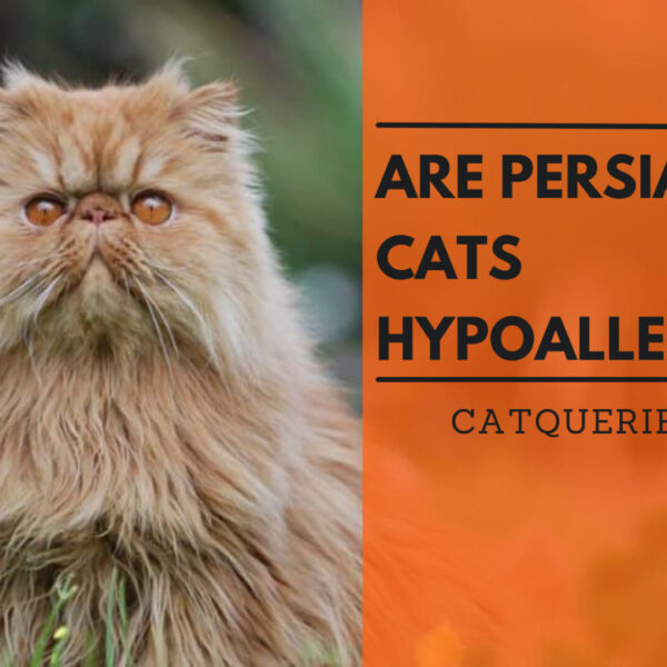 Persian cats are hypoallergenic