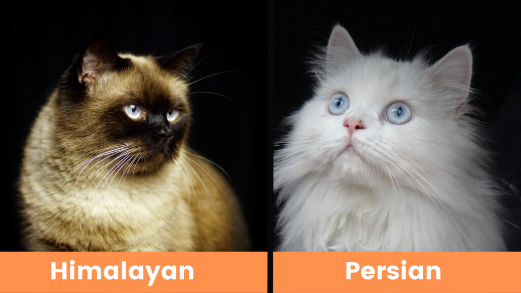 himalayan cat and persian cat