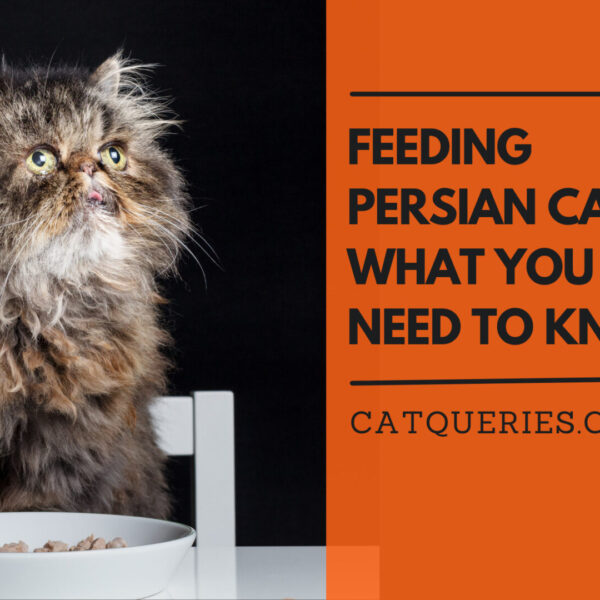 Feeding Persian Cat