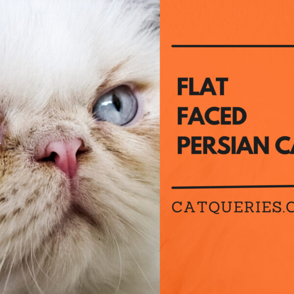 flat faced persian cat