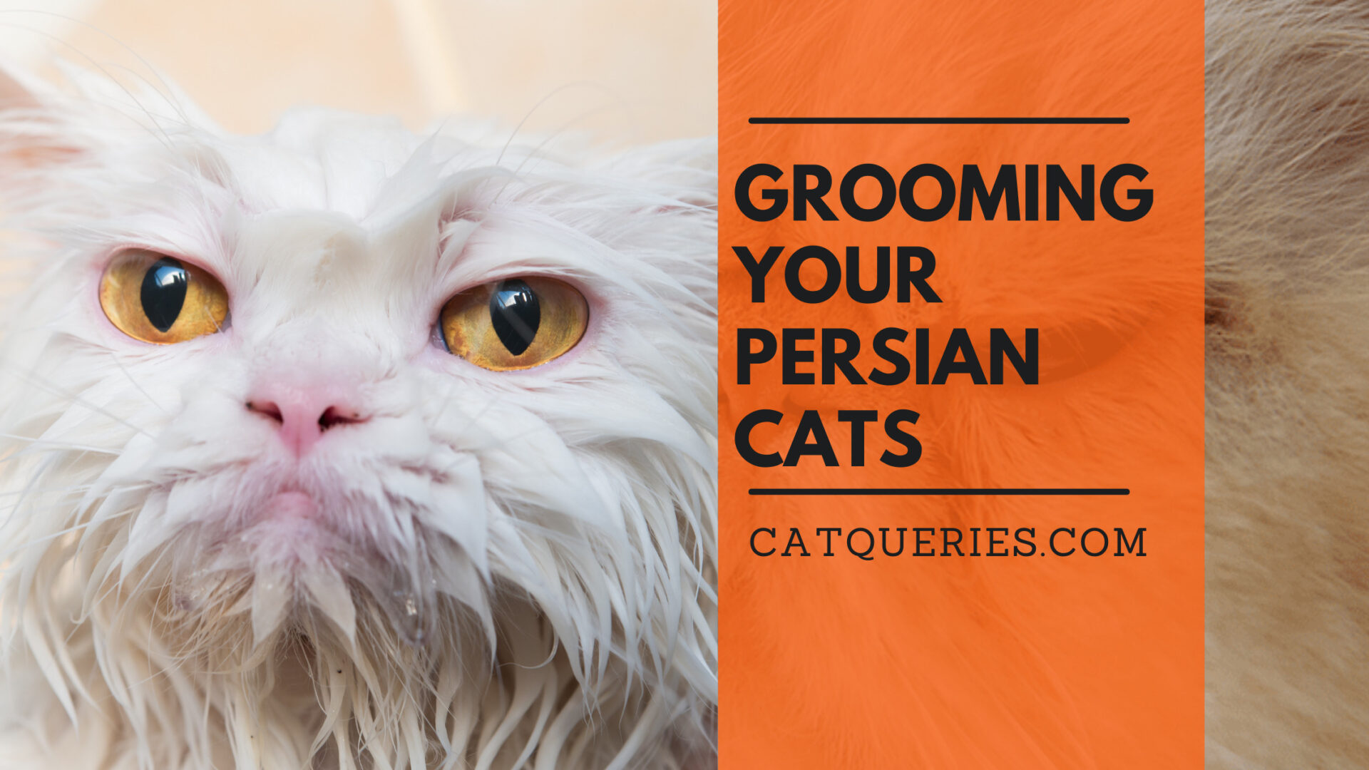 How to groom a Persian cat? Persian Cat Grooming Guide Cat Queries