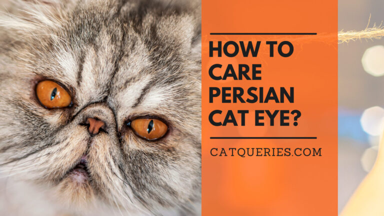 how to clean persian cat eye?