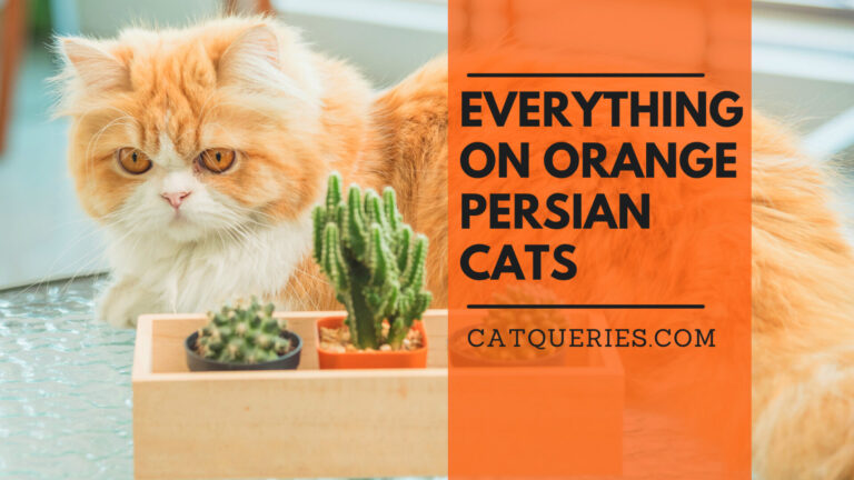 Orange Persian cats overview