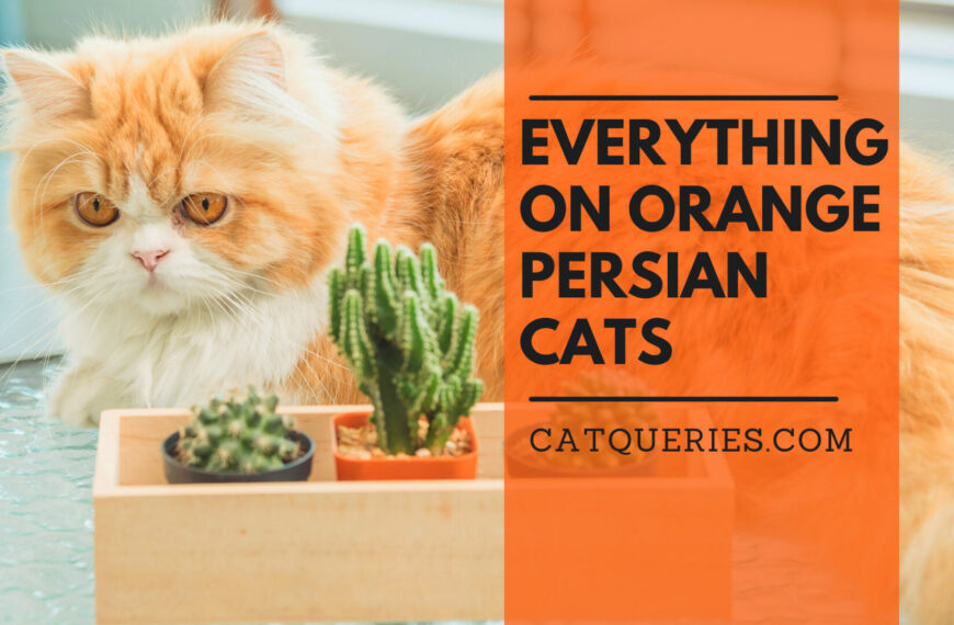 Orange Persian Cats: History, Personality, and Behaviour