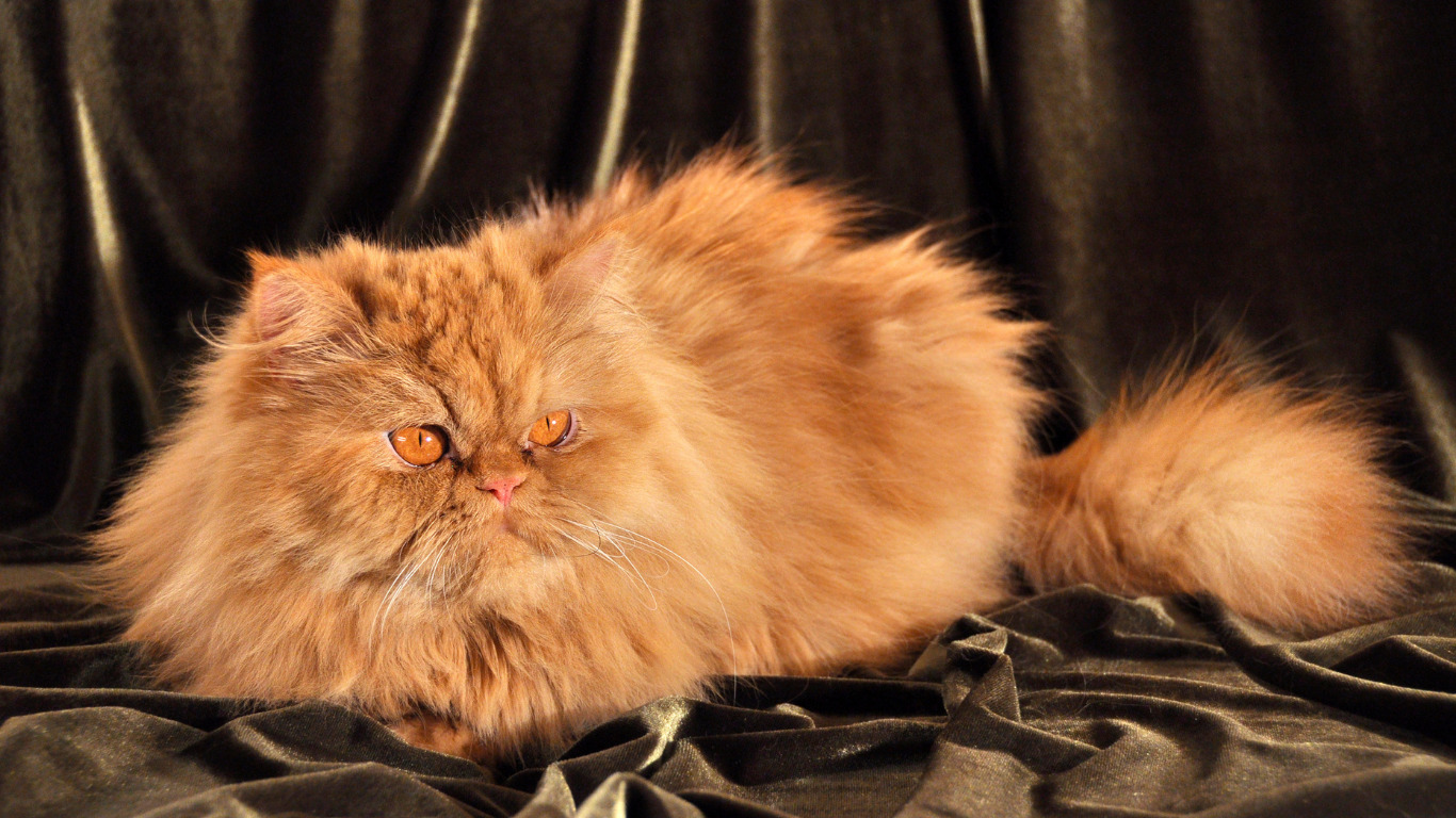 Orange Persian Cats: History, Personality, and Behaviour