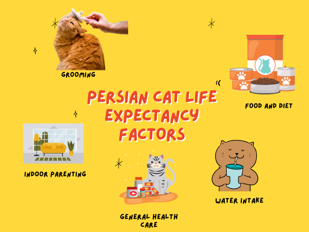 Persian Cat Life Expectancy Factors