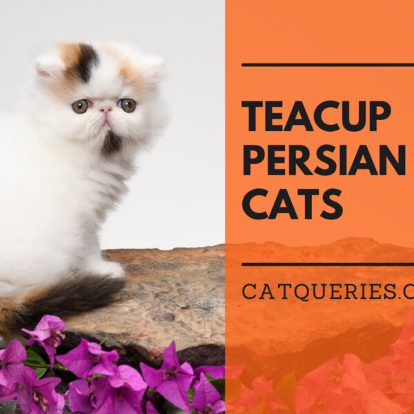 Teacup Persian cats: History, Facts & Care (with pictures)