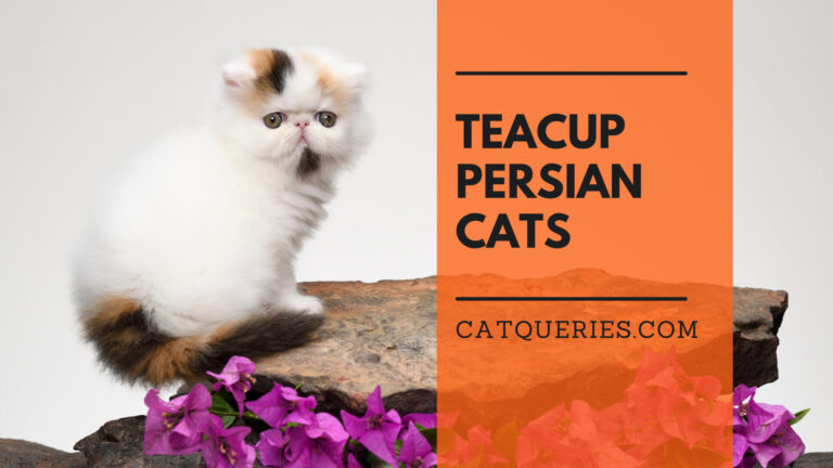 teacup persian cat care guide