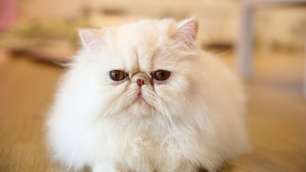 white flat faced persian cat