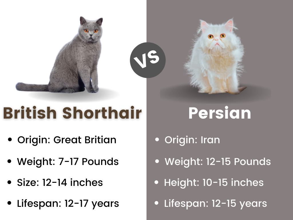 Persian Cat vs British Shorthair - How Different Are They? - CatQueries