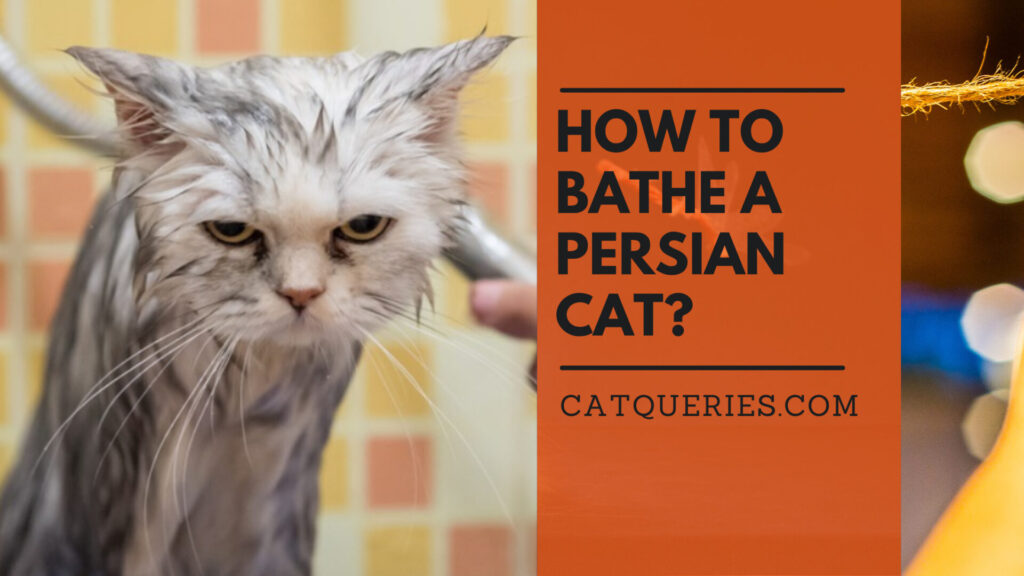 How to bathe a Persian cat? CatQueries