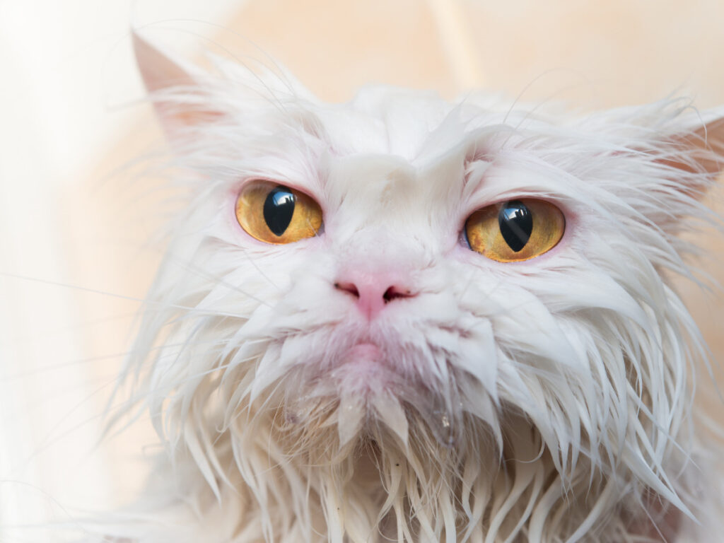 cute wet persian cat