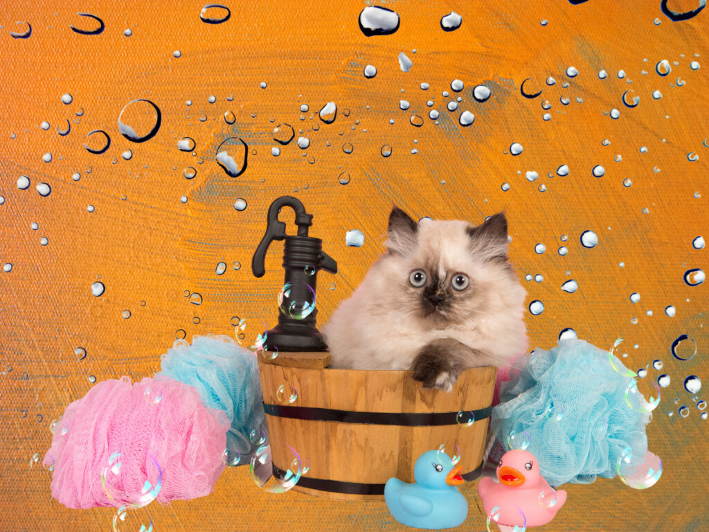 Bathing persian cat