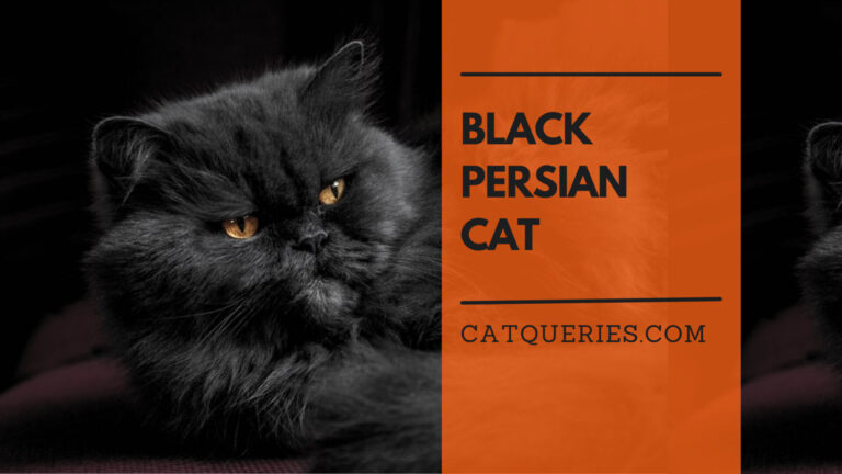 black persian cat overview