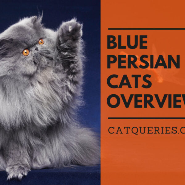 Blue Persian Cats: History, Personality, and behavior