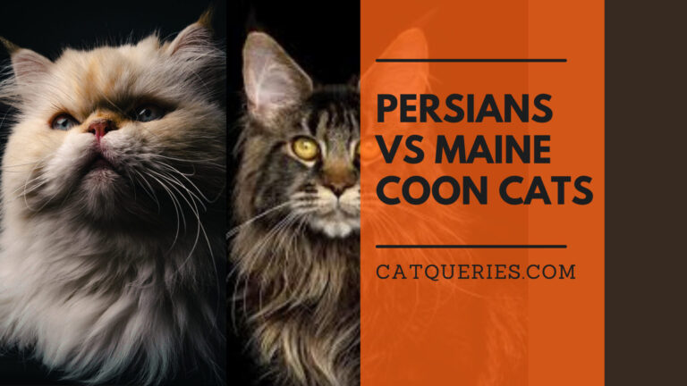 Persian cat vs Maine coon