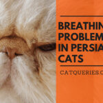 Persian cat breathing problem