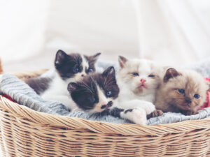 cute Persian cat sleeping in a basket