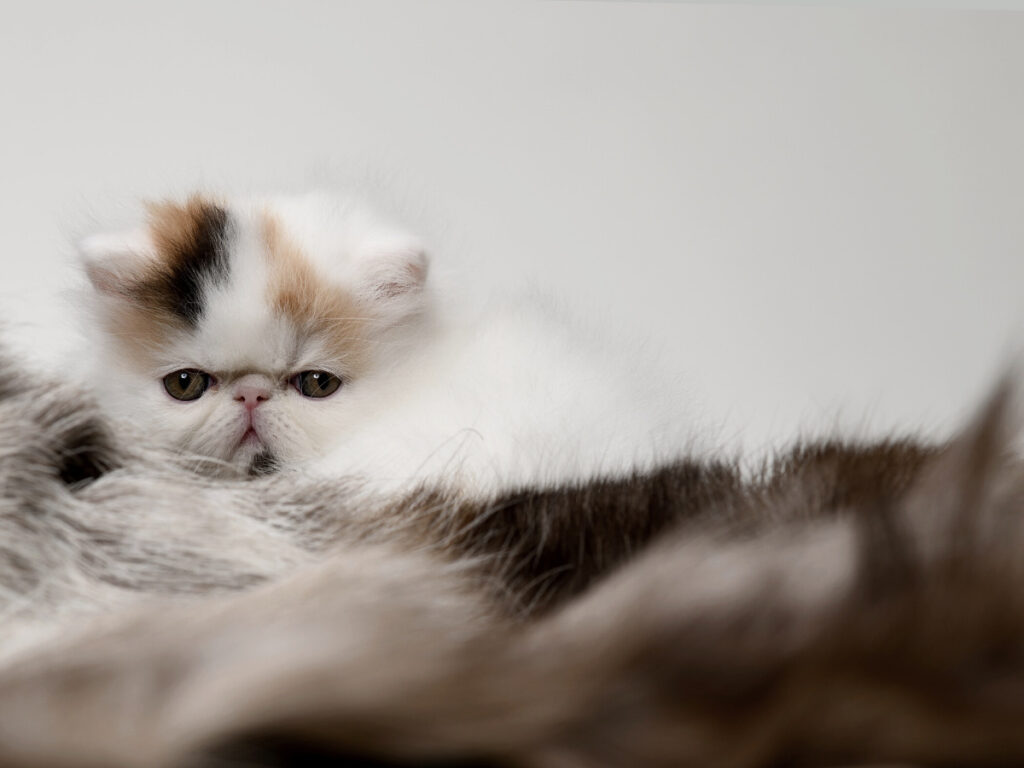 Cute teacup persian cat