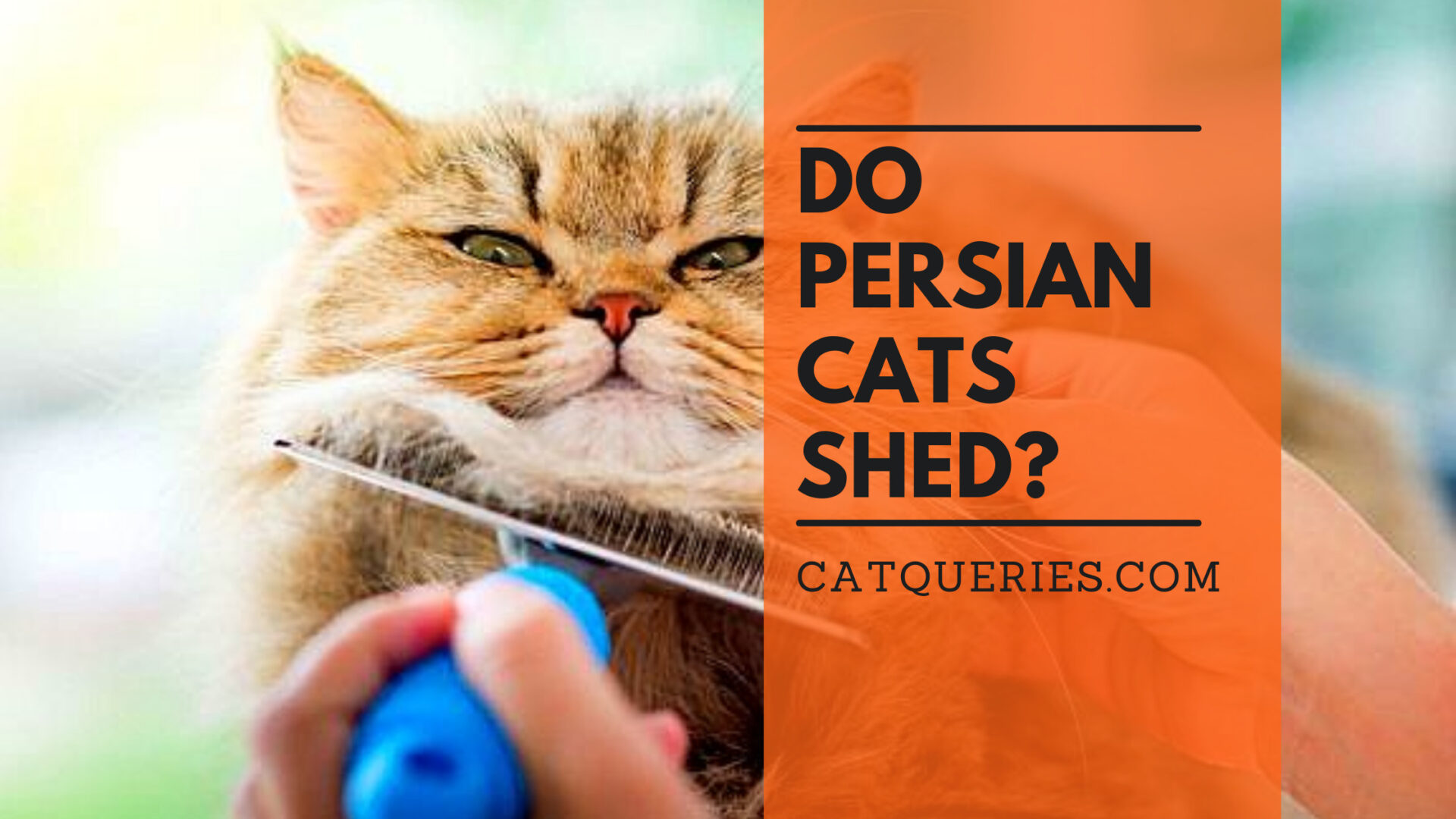 Do Persian cats shed?