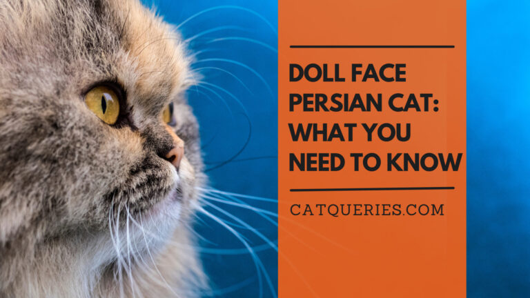 doll face persian cat
