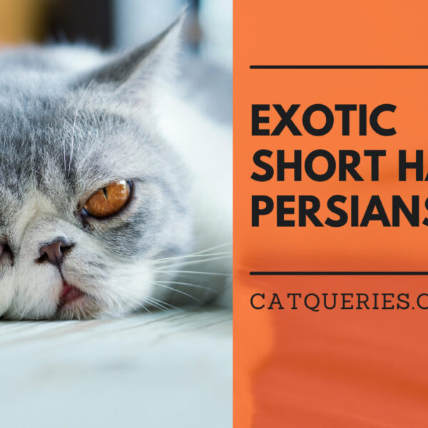 Exotic Shorthair Persian Cat: History, Facts & Care
