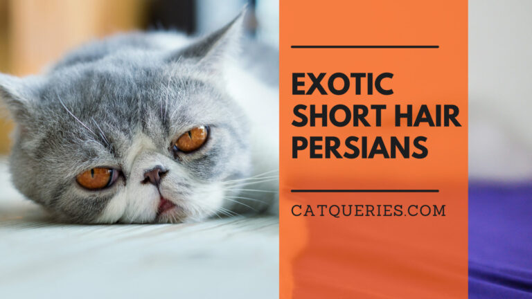 exotic short hair cat history and care