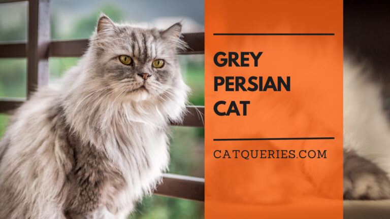 difference with black and grey persian cat